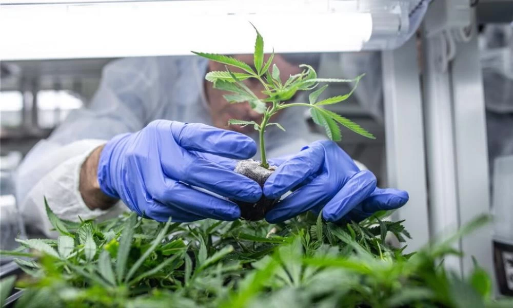 Έντονο ενδιαφέρον για τη φαρμακευτική κάνναβη στην Ελλάδα από Αμερικανούς